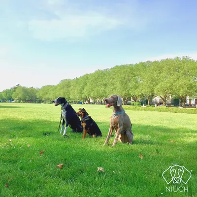 NIUCH - Behawiorysta zwierząt & Szkolenie psów